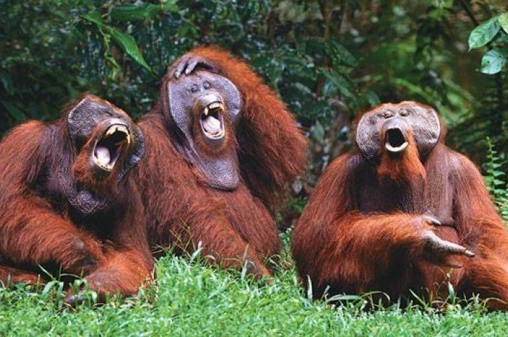 Bringing ‘Laughter to Life’ at Easter